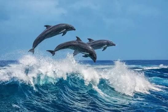 Dolphins leaping over a breaking wave