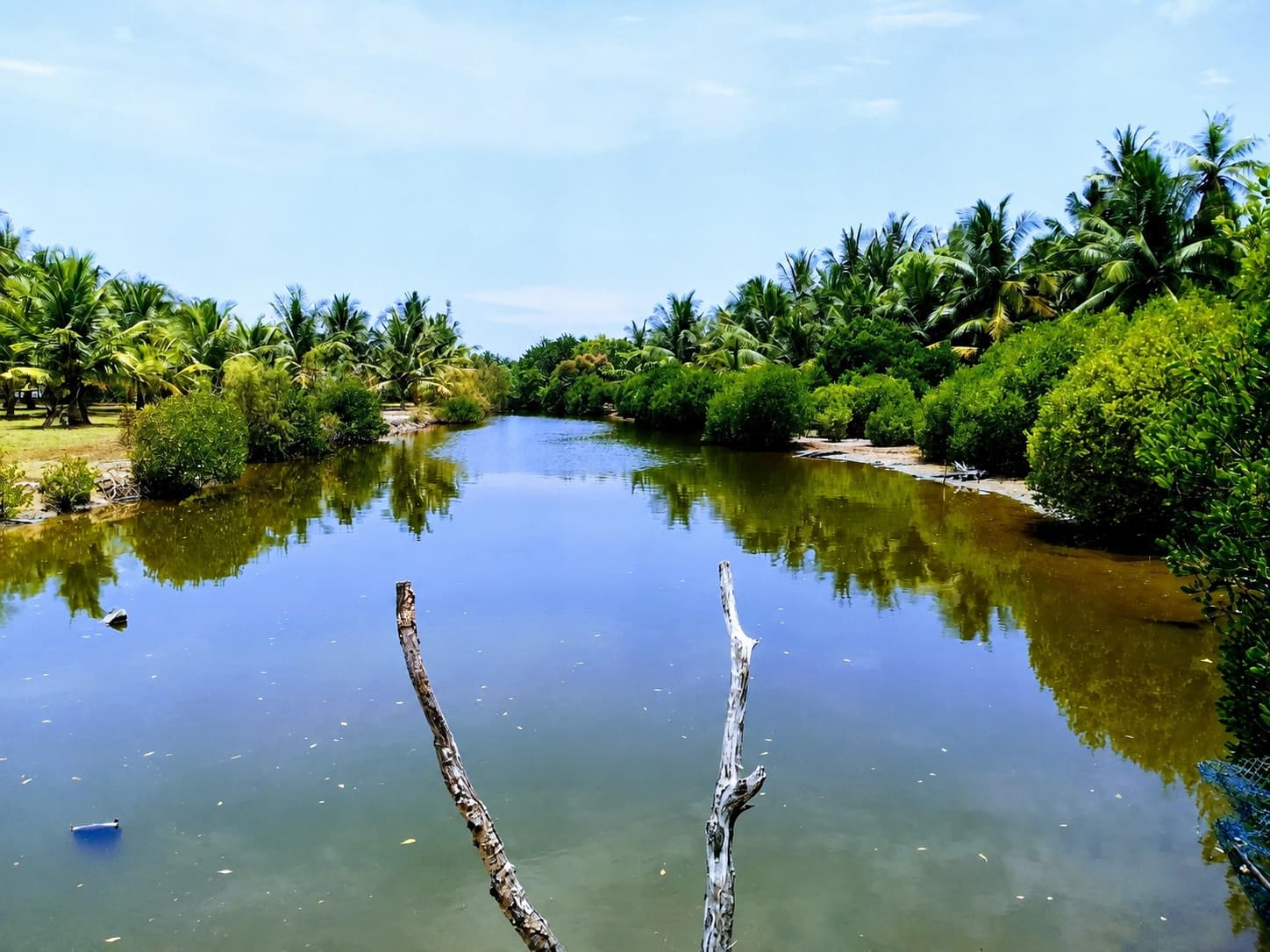 The still lagoon between banks of mangroves and palms