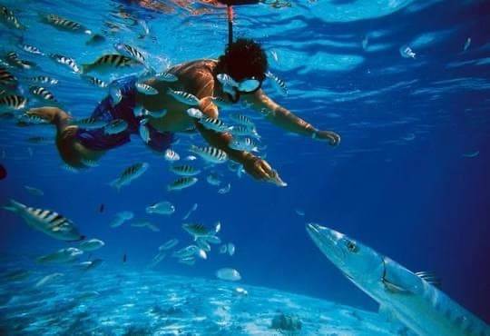 Snorkeller swimming through a school of reef fish