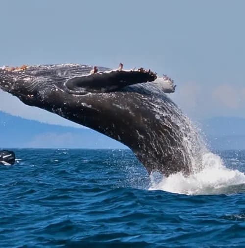 A whale breaching in deep blue water